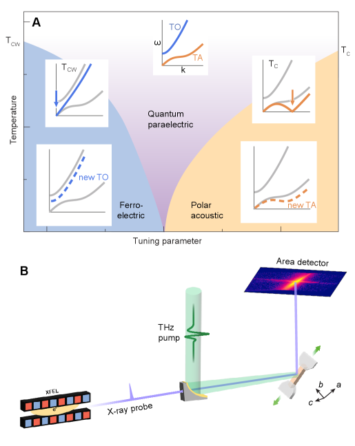 SrTiO3の実験セットアップとフェーズダイアグラム概要。SwissFELを用いたTHzポンプ・X線プローブ散乱実験の概略図と、圧電相・強誘電相・隠れた極性相の関係を示すSrTiO3の模式的フェーズダイアグラム。量子常誘電相（紫）と強誘電相（青）の間に、引張歪みによって安定化されるナノスケール偏極変調相（橙）が存在することが本研究の主張を支える。