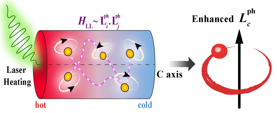 注目論文の概念図（Fig. 1）：カイラル絶縁体中での熱的フォノン角運動量の自己無撞着増幅機構の模式図。