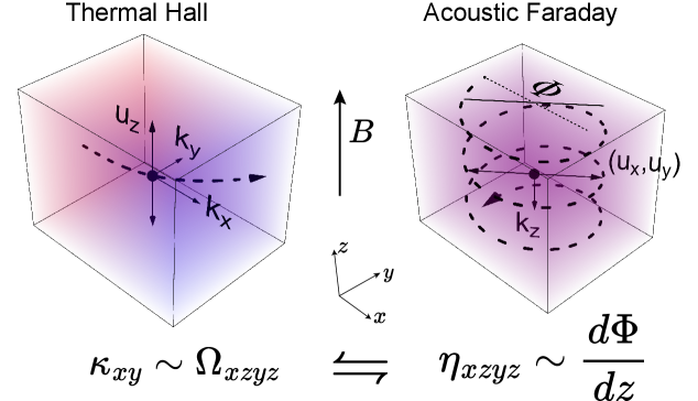 図1（arXiv:2510.06443）：熱 Hall 効果と音響ファラデー効果の関係。磁場下でフォノンの偏極が回転（音響ファラデー効果）し、それが熱 Hall 電流を生む機構の模式図。