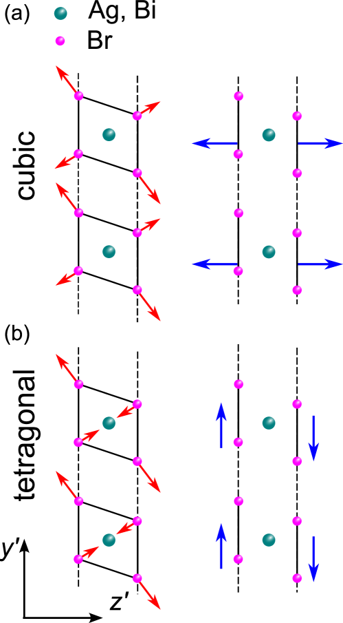 ハライドペロブスカイトにおける光歪み誘起の剪断フォノン
